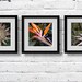 Exotic flowers, nature photograph, Africa, set of 3, 8x8, digital print, titled: African Flowers