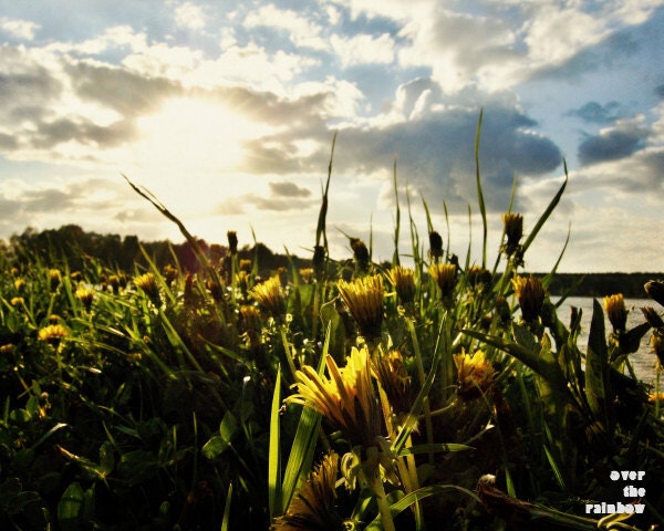 Landscape photograph, summer evening, by the lake, dandelions, clouds, sun, nature photograph, Giclee print, 10x8, titled: Summer Evening