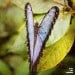 Butterfly photograph, Heart, levander, fresh, green, insect, nature photo, 8x8, Giclée, titled: Butterfly Heart