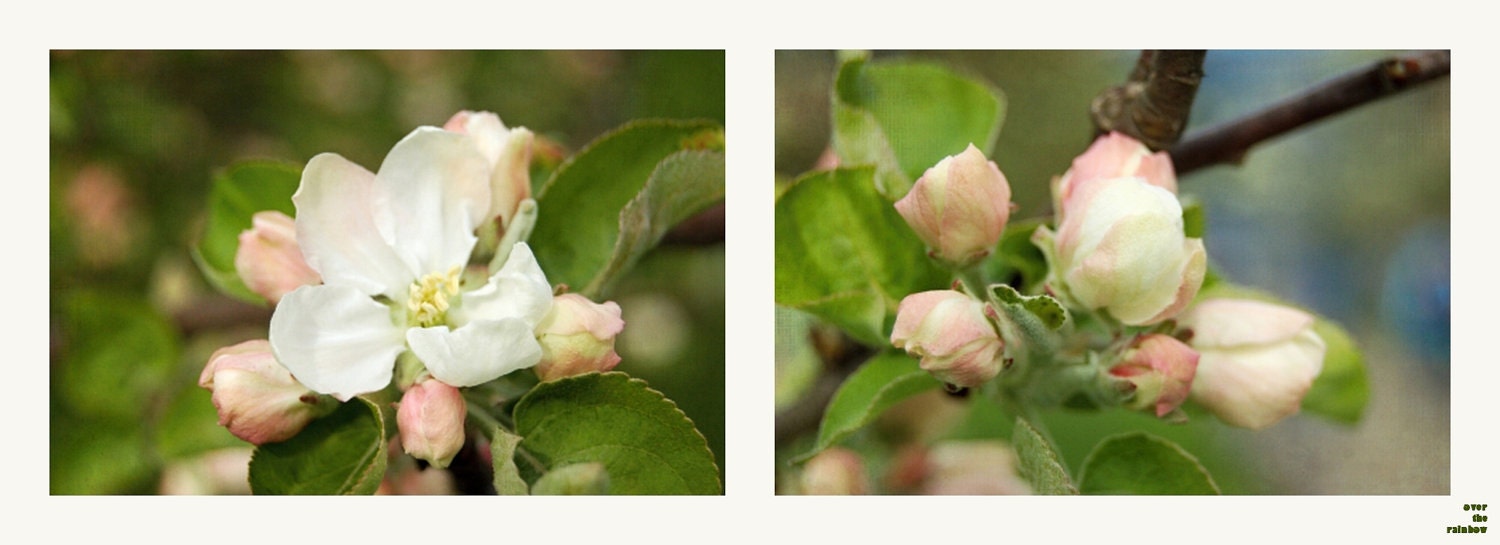 White blossom photograph, set of 2, blossoming fruit tree, nature photography, 10 x 7.5, Giclée - titled: White Blossom