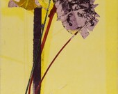 Deep Red on Sunshine Yellow Romance