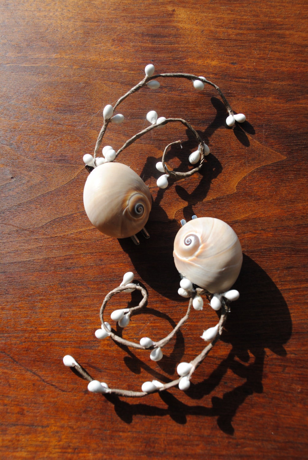 Baby Nautilus shell clips