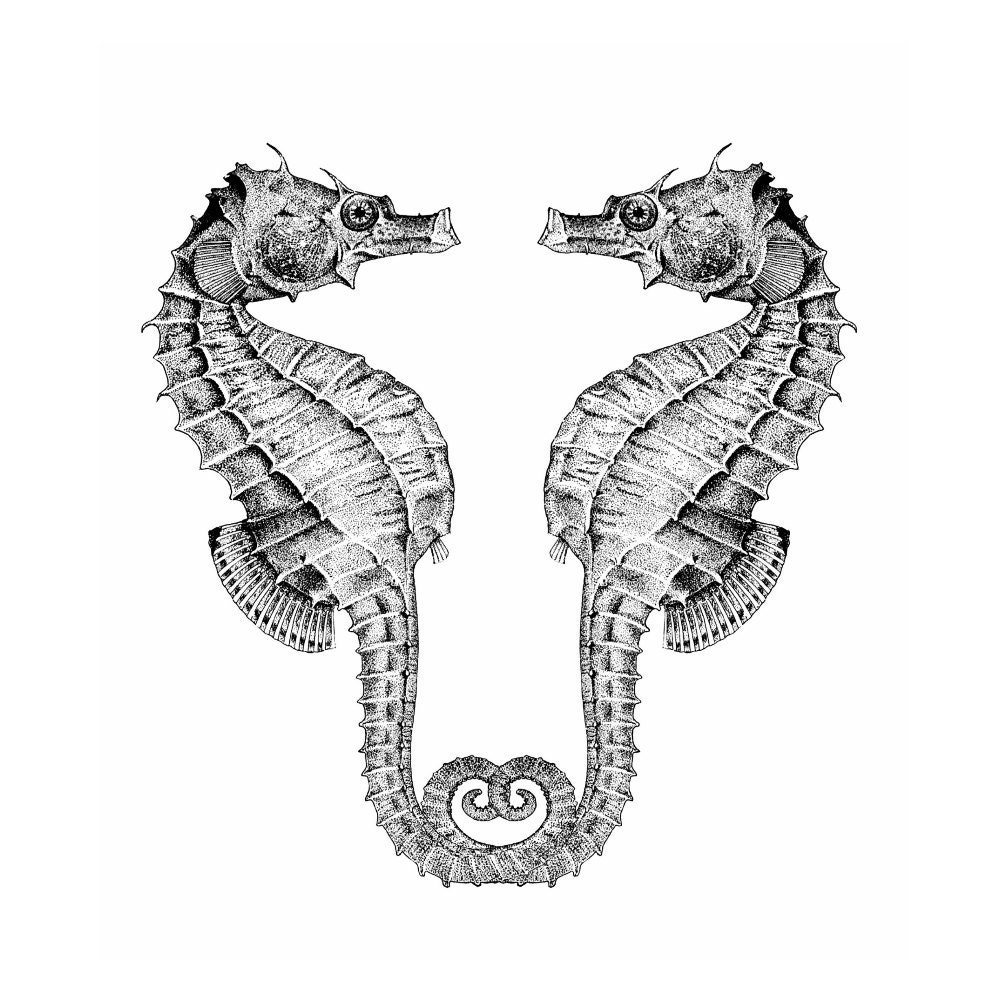 Seahorse Pair Nautical Vintage Style Art Print