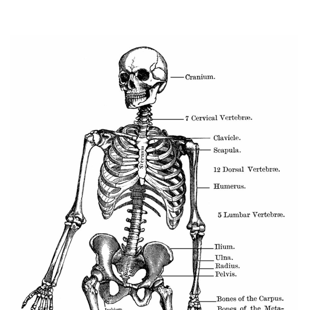 Anatomy Skeleton Diagram