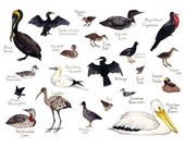 Water Birds Field Guide Style Watercolor Painting Print Pelican, Rail, Loon, Grebe, etc