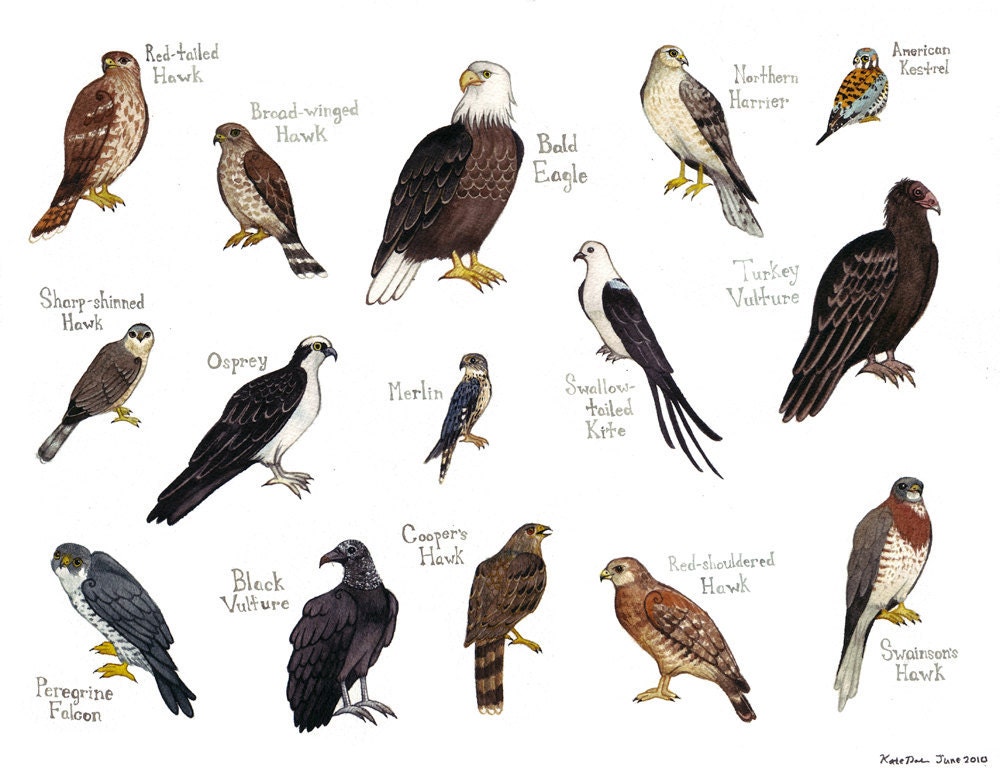Falcons Bird Field Guide Style Watercolor Painting Print Hawks Vulture Eagle