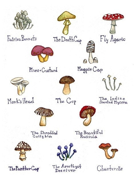 Mushrooms Watercolor Art Print