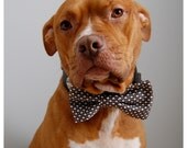 Brown & White Boys Will Be Boys Bow Tie Collar Accessory for Pets