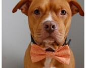 Orange Circles White Boys Will Be Boys Bow Tie Collar Accessory for Pets