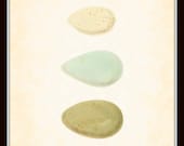 Antique Bird Eggs Series 1 Plate 5 British Natural History 1860's 8 x 10 Art Print Digital Collage