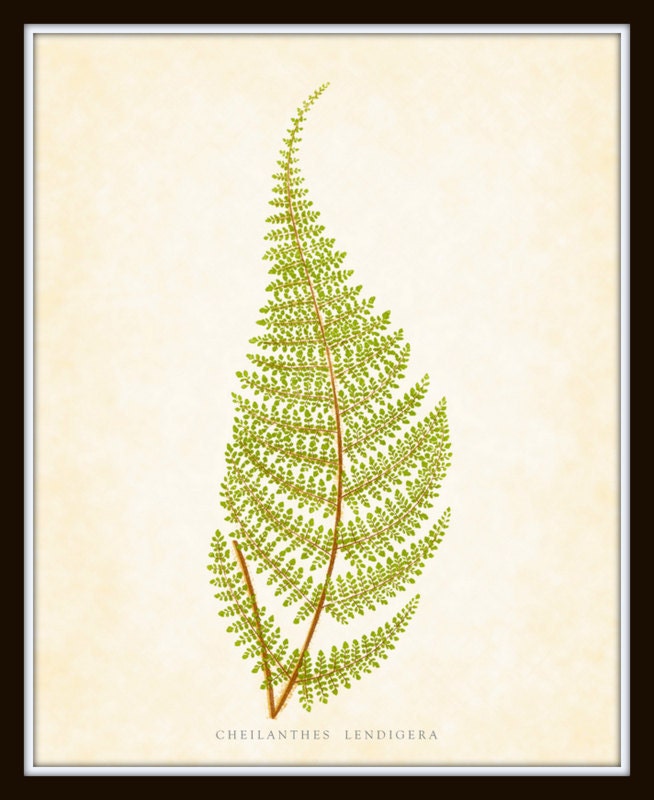 Botanical Art Print - Antique Fern Series Plate 13