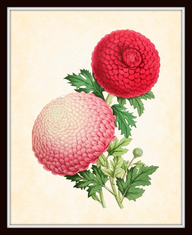 Antique Botanical The Floral Magazine Series 1867 Plate 2 Art Print 8 x 10 Digital Collage Home Decor Home and Garden Wall Hanging