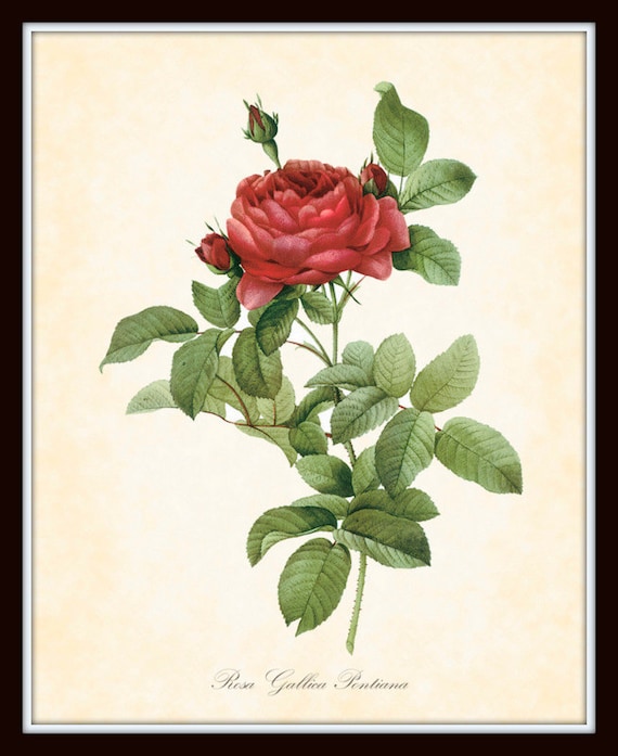 Antique Rosa Gallica Pontiana Redoute French Botanical Art Print 8 x 10 Digital Collage Home Decor