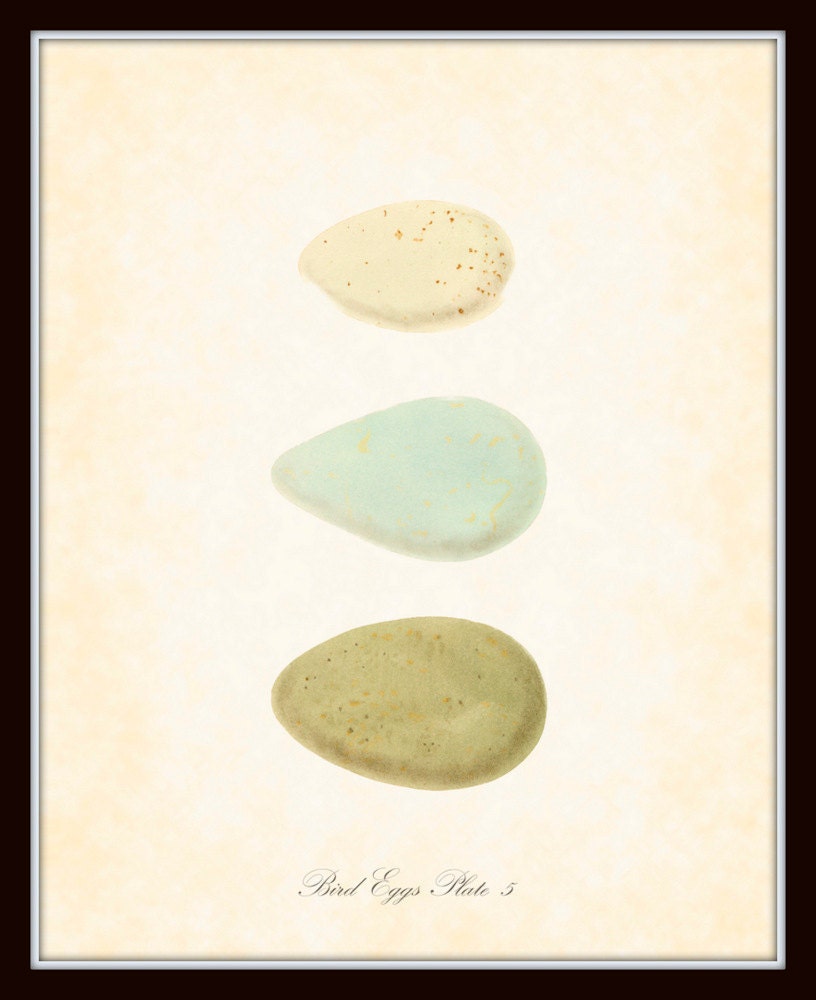 Antique Bird Eggs Series 1 Plate 5 British Natural History 1860's 8 x 10 Art Print Digital Collage