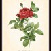 Antique Rosa Gallica Pontiana Redoute French Botanical Art Print 8 x 10 Digital Collage Home Decor