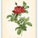 Antique Rosa Gallica Pontiana Redoute French Botanical Art Print 8 x 10 Digital Collage Home Decor