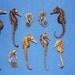 20- NATURAL PIGMY SEAHORSES 7/8" to 1 1/2",Sealife, Seashells, Marine Life,Trophy, Shellcraft