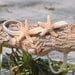 Starfish Headband with TWO Starfish Hippie Headwrap Mermaid Hair