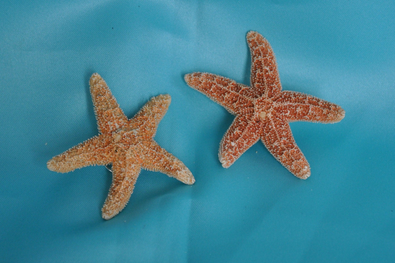 Starfish Hair Clips Small, TWO Included SOOO Pretty