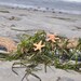 Starfish Hair Clips Small, TWO Included SOOO Pretty