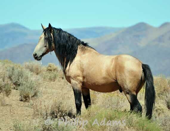 Buckskin Mustang Horse
