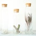 Glass Jars with Cork Lids