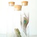 Glass Jars with Cork Lids