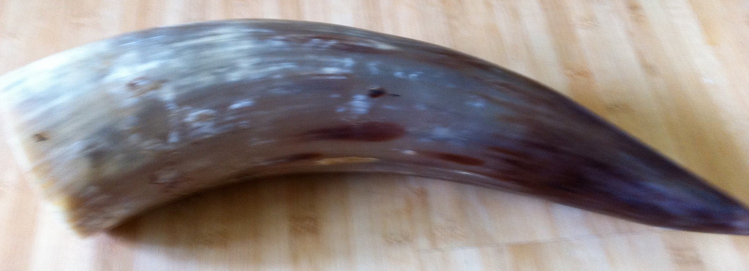 19th cen. Bull's horn from Mexico for your next project