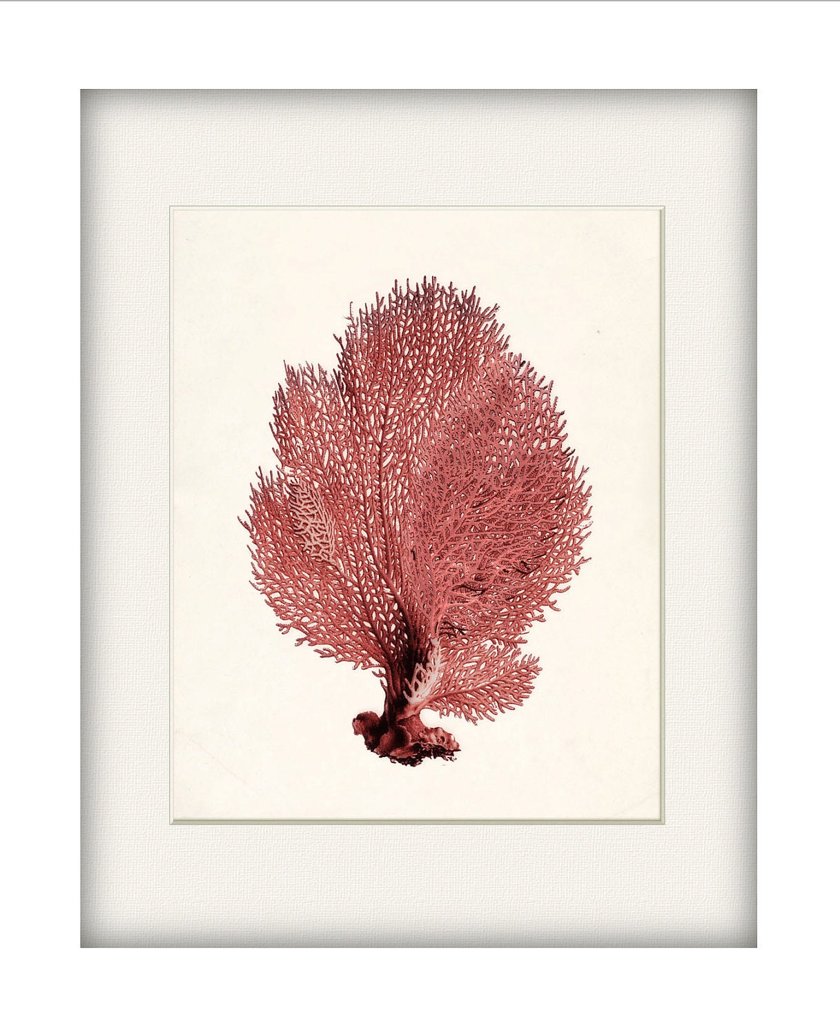 Vintage Sea Coral Illustration - Sea Fan Wall Decor Print 8x10 sunset red