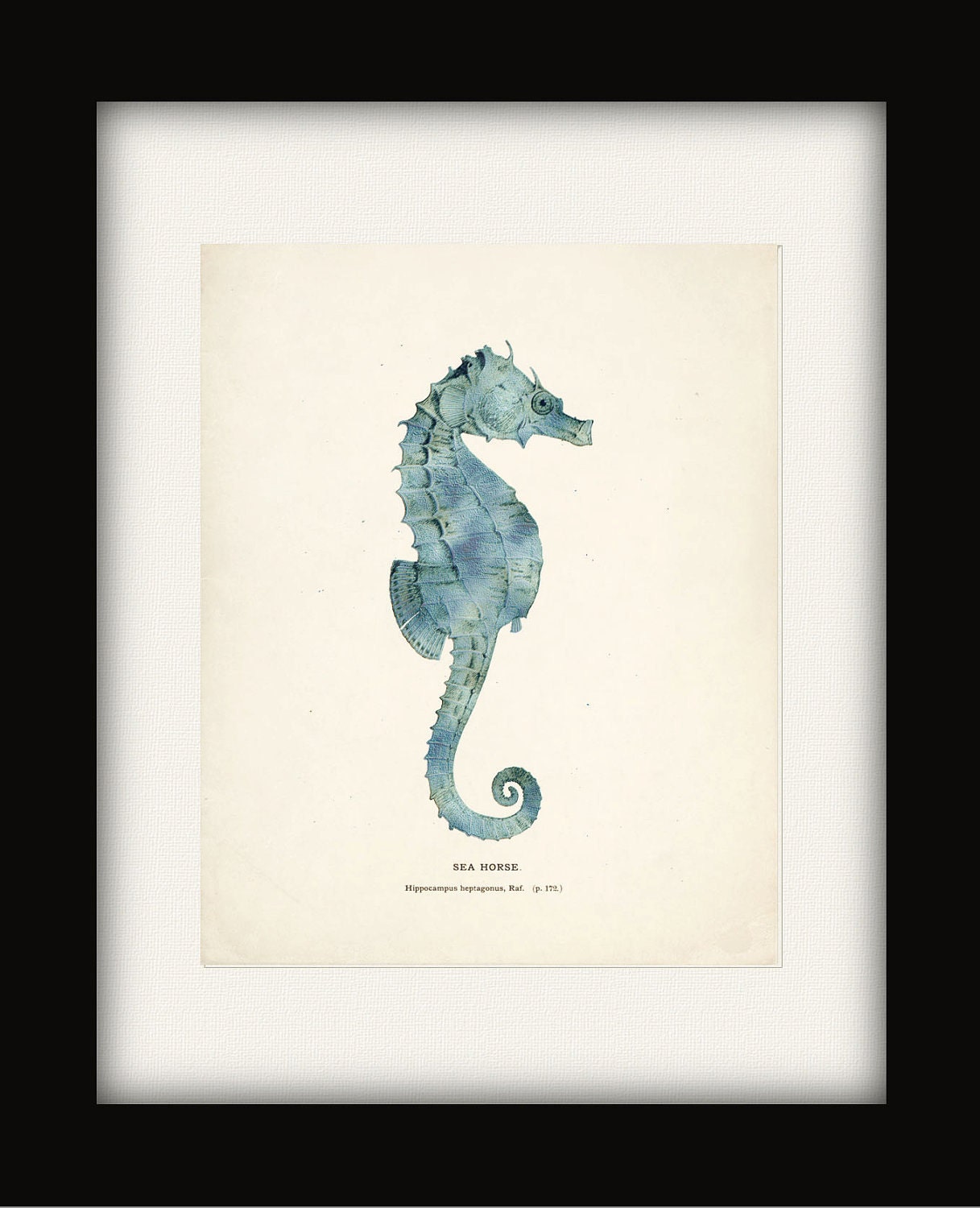 Antique Sea Horse Illustration Natural History Wall Decor Art Print 8x10 seafoam