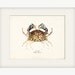 Vintage Box Crab Illustration Natural History Sea Life Wall Decor Art Print 8x10