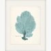 Antique Beach Decor Sea Fan Natural History 8x10 Print - Seafoam