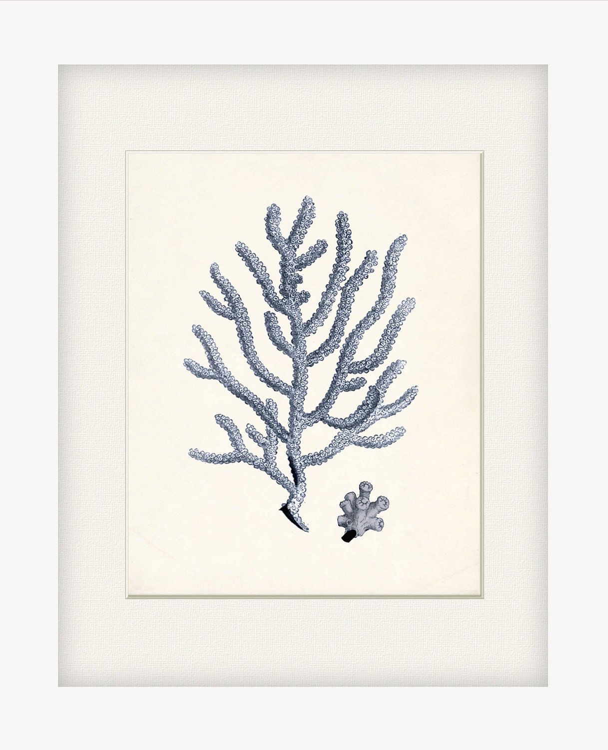 Antique Coral Illustration No. 4 Nautical Wall Decor Art Print 8x10 ocean blue