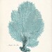 Antique Beach Decor Sea Fan Natural History 8x10 Print - Seafoam