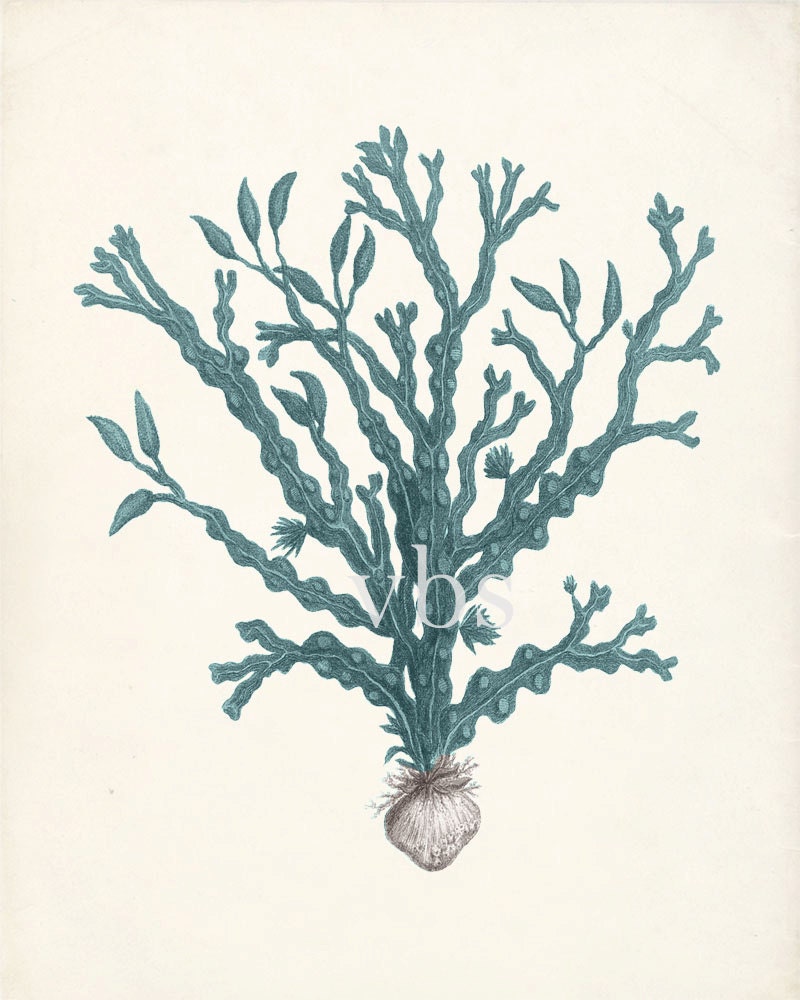 Vintage Sea Kelp Illustration No 3 Wall Decor Art Print 8x10 ocean teal