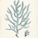 Antique Sea Coral Illustration No 2 - Beach Style Wall Decor Art Print 8x10 in Sea Foam