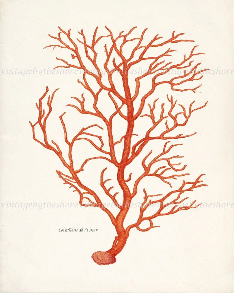 Antique Branch Coral Illustration - Natural History Wall Deocr Print 8x10 Bright Coral