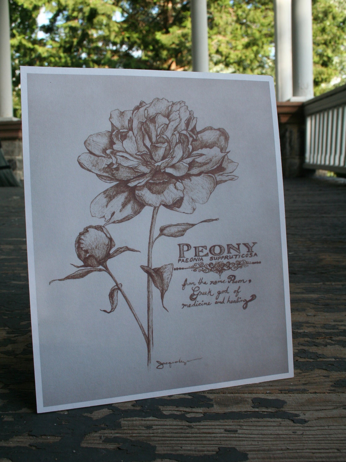 The Peony - All proceeds donated to the Leukemia & Lymphoma Society