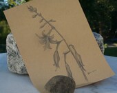 PRINT AVAILABLE ONLY - Sketch 24 - August Lily - Over Morning Coffee August 2011 Series
