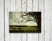 The Reading Tree - Canvas Wrap - Home decor - Tree art - Tree wall decor - Green decor - tree photography - tree photo
