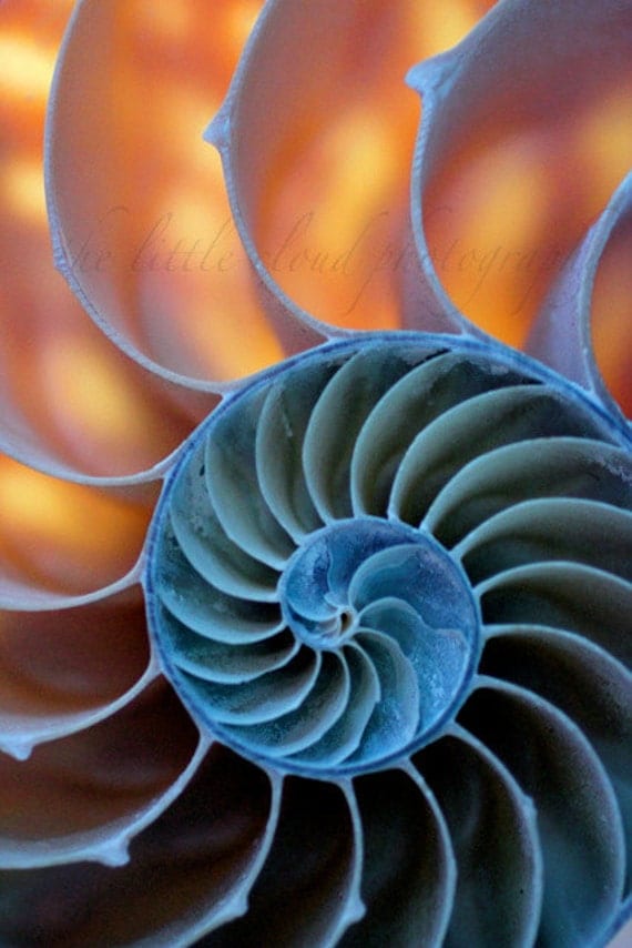 Shell Photography. 13x19 photo. art, blue, orange, sea shells, nautilus, ocean, nature, large print, geometric, modern, loft, decor