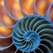 Shell Photography. 13x19 photo. art, blue, orange, sea shells, nautilus, ocean, nature, large print, geometric, modern, loft, decor