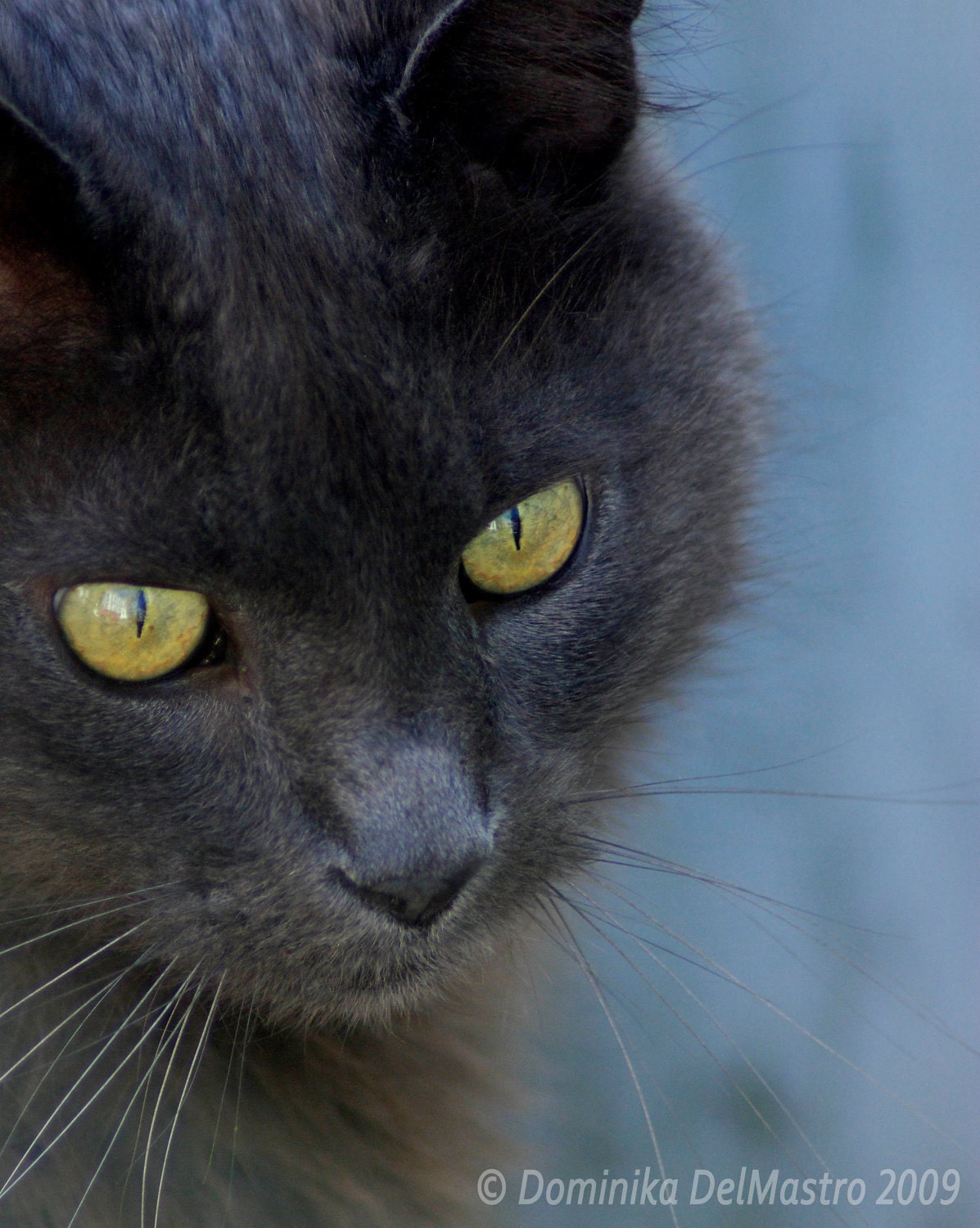 Cat Portraits: "Feline Blues" - Black Cat, Yellow Eyes, Fine Art Photo Print 8 x 10, other sizes available
