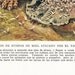 Jaguar Attacking a Wasp Nest Vintage Print 1950s Theo Carreras