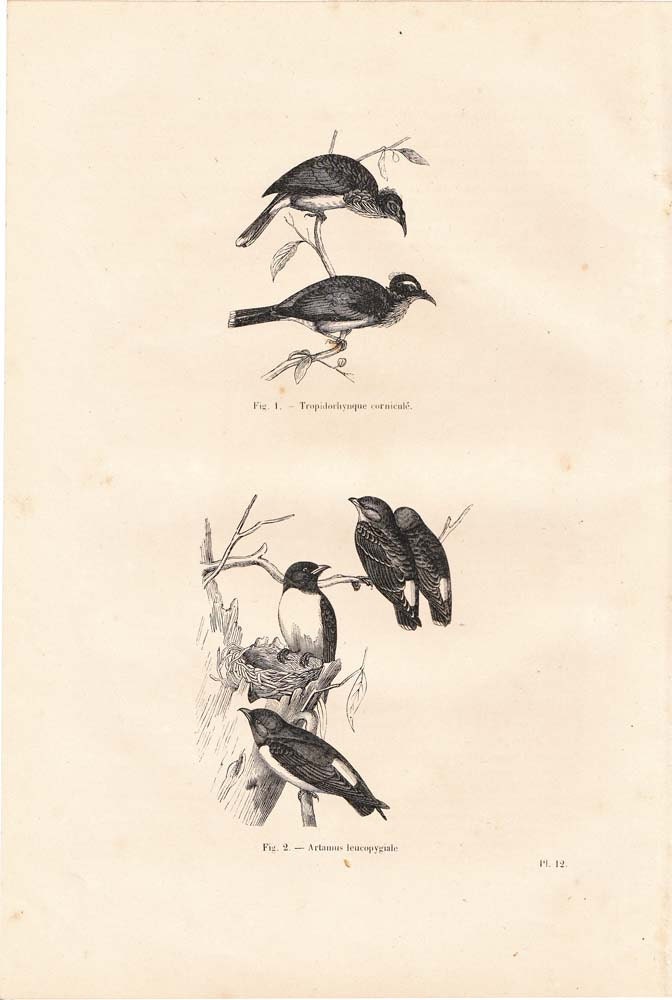 1854  Birds Antique Engraving Tropidorhynque and Artamus Ornithology Woodswallow Natural History Art