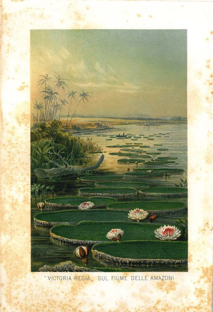 Antique Botanical Print Water Lilies Lotus Flowers 1892 Lithograph by Ernst Heyn    Victoria Regia