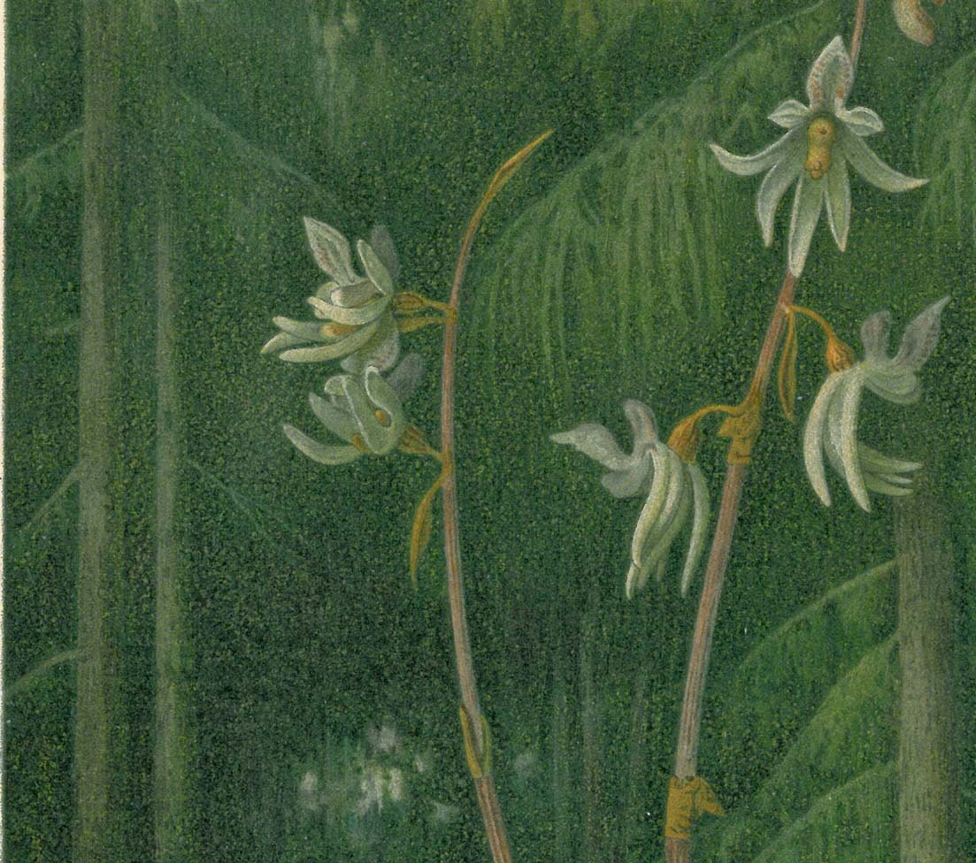 1892 Antique Botanical Print Ghost Orchid (Epipogium aphyllum)  Color Lithograph