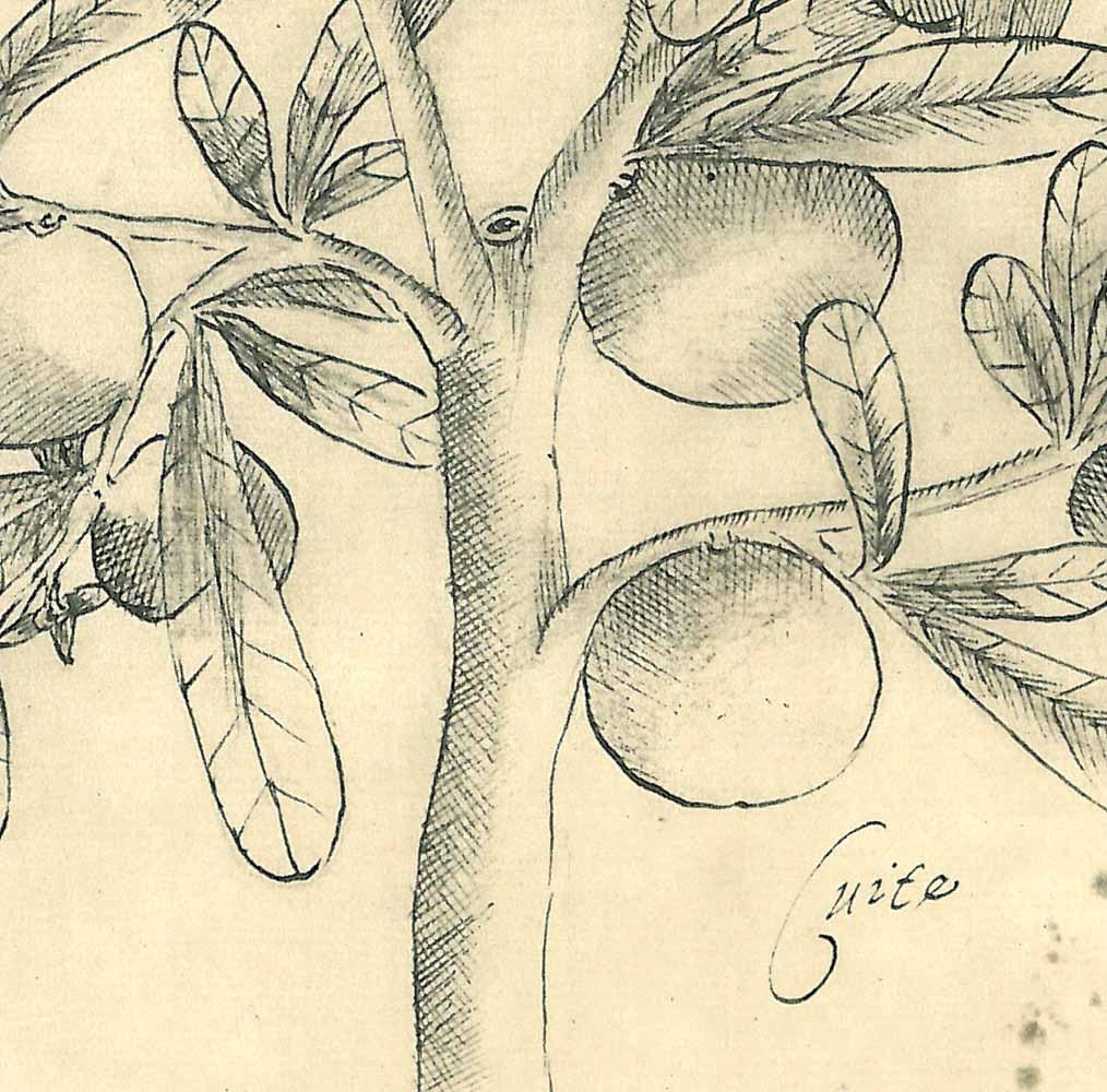 Botanical Print Large Tree Cuiite Maranhao Brazil Natural History Art