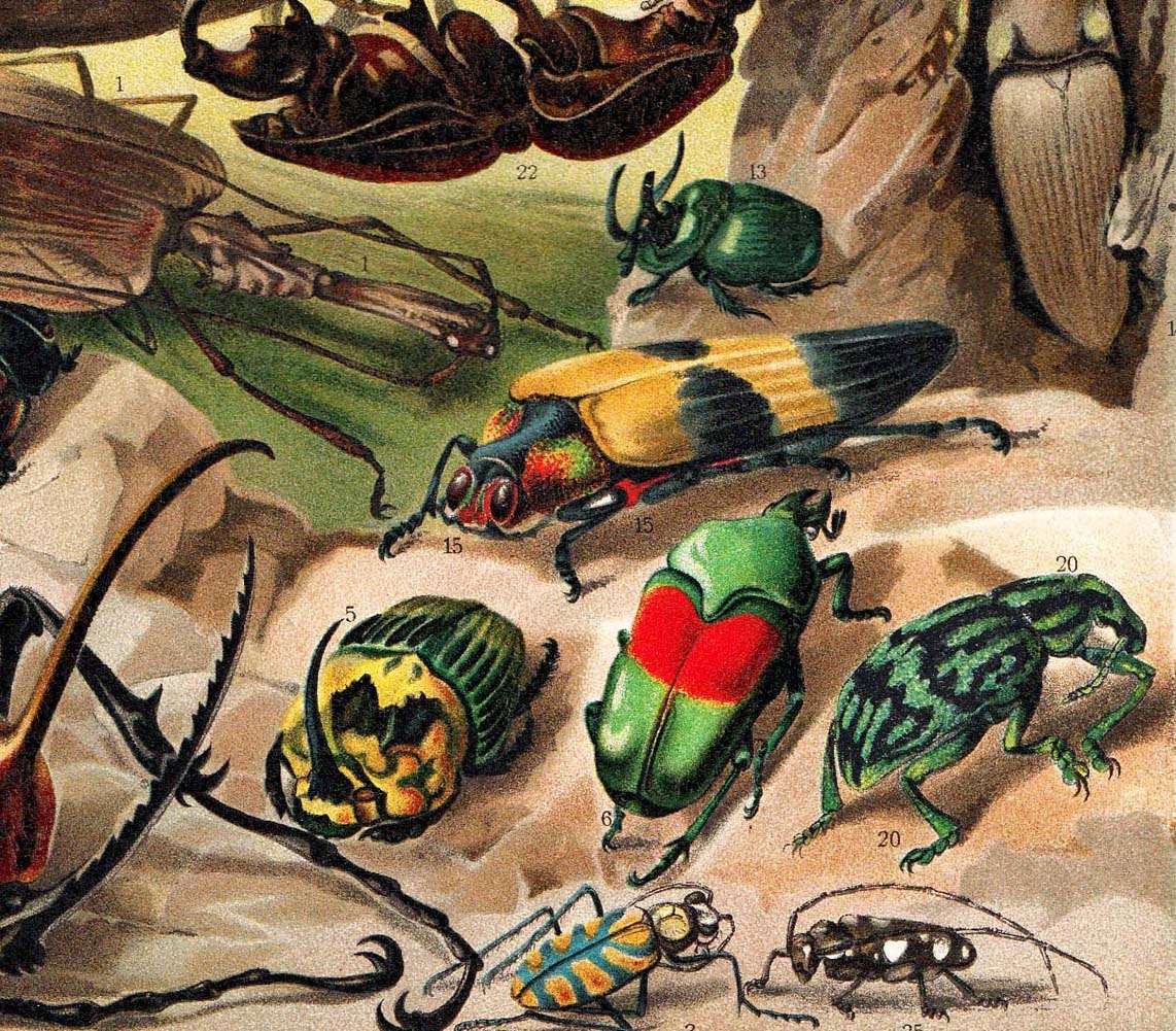 Antique Insects Lithograph 1923 Bugs Coleoptera Non-European Exotic
