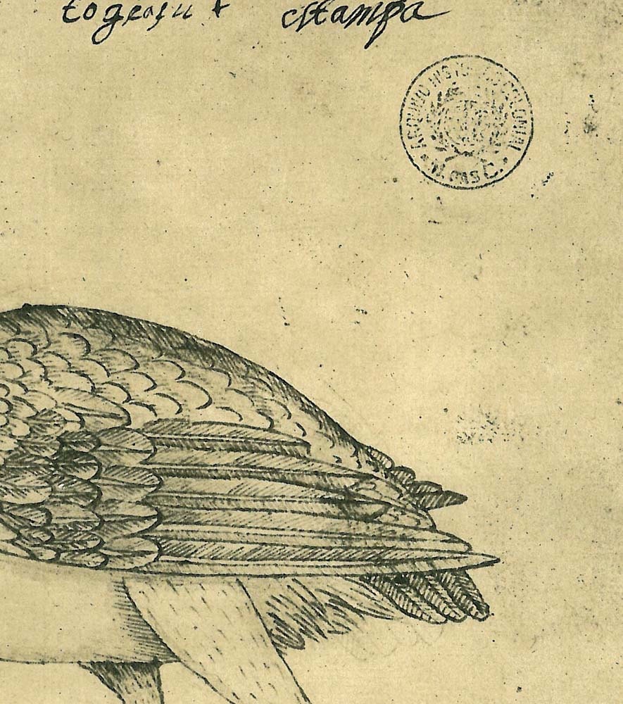 Vintage Bird Print Stork Sketch Drawing, Art Print, Jabiru Maranhao Brazil